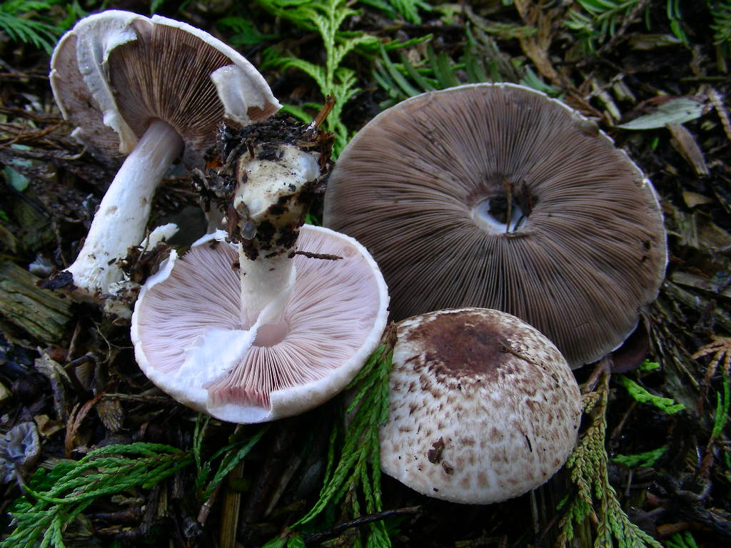 Agaricus impudicus